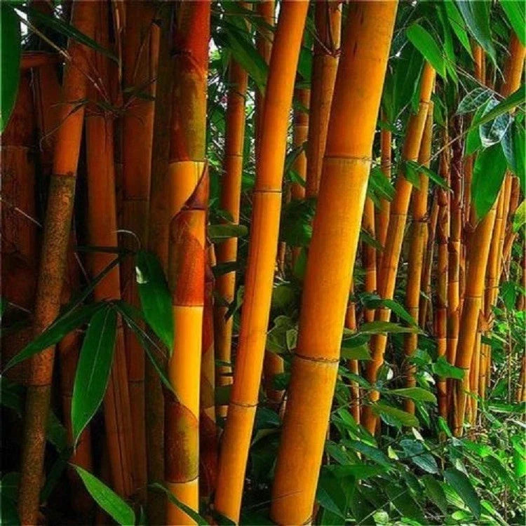 50 Orange Bamboo Seeds - Clumping Privacy Screen, Bambusa vulgaris var. vittata, Exotic Garden, Fast-Growing, US Seller