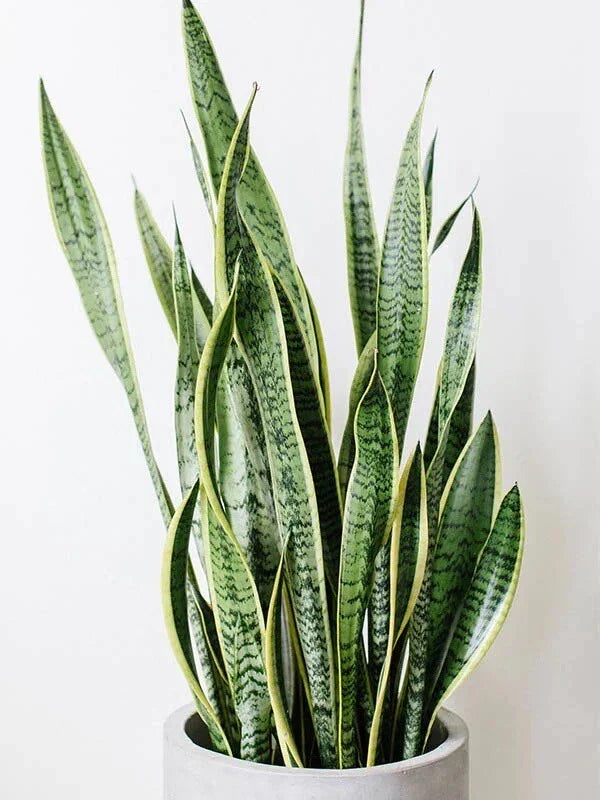 Snake Plant Clippings - Unrooted Sansevieria trifasciata Mother-In-Law's Tongue Propagation Cuttings