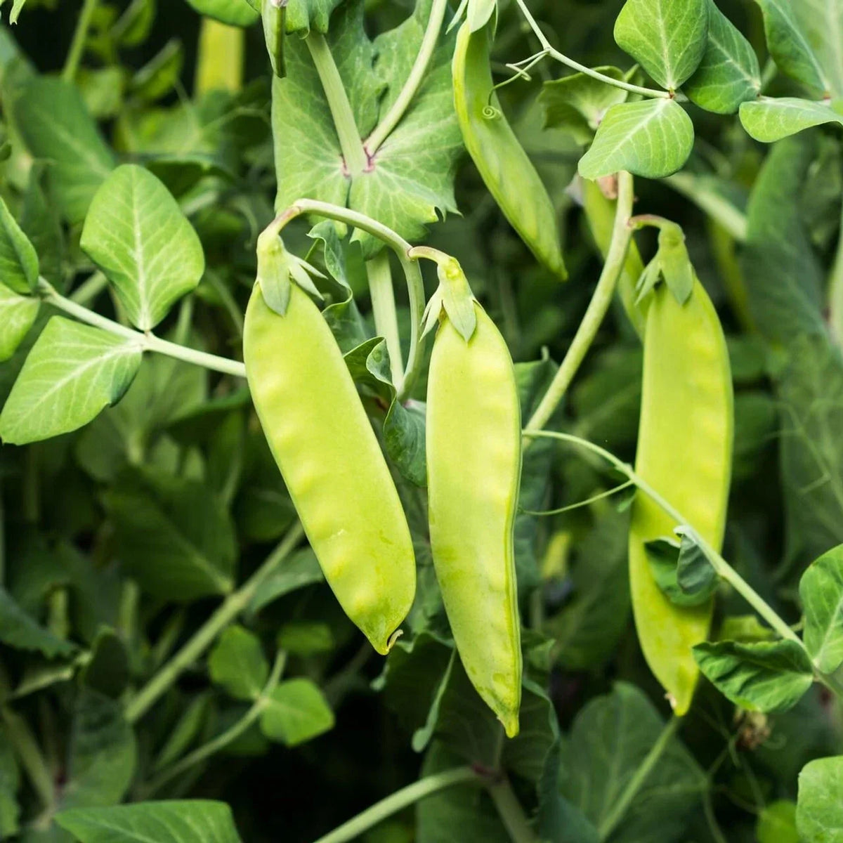 Oregon Sugar Pod II Snow Pea Seeds - Heirloom, Non-GMO, Organic, Pisum sativum, Compact Bush Plant, Edible Pods