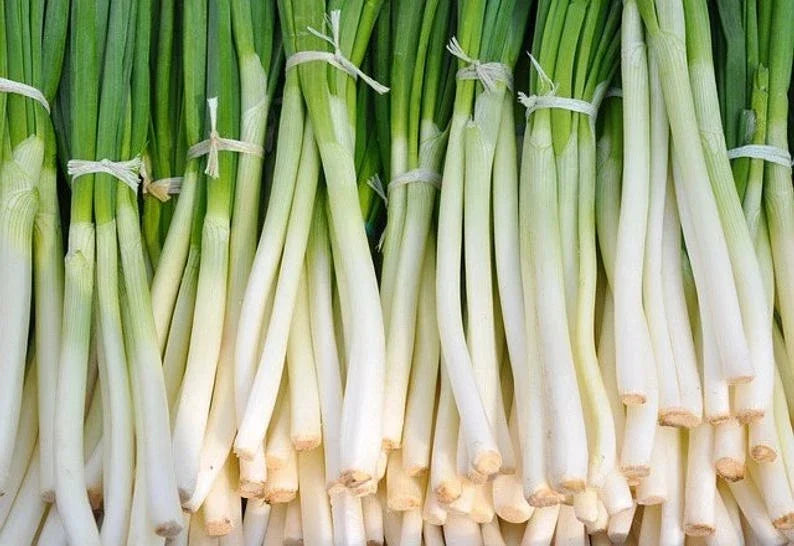 Nebuka Onion Seeds 200+ Count - Evergreen Bunching Vegetable Allium fistulosum - USA Free Shipping
