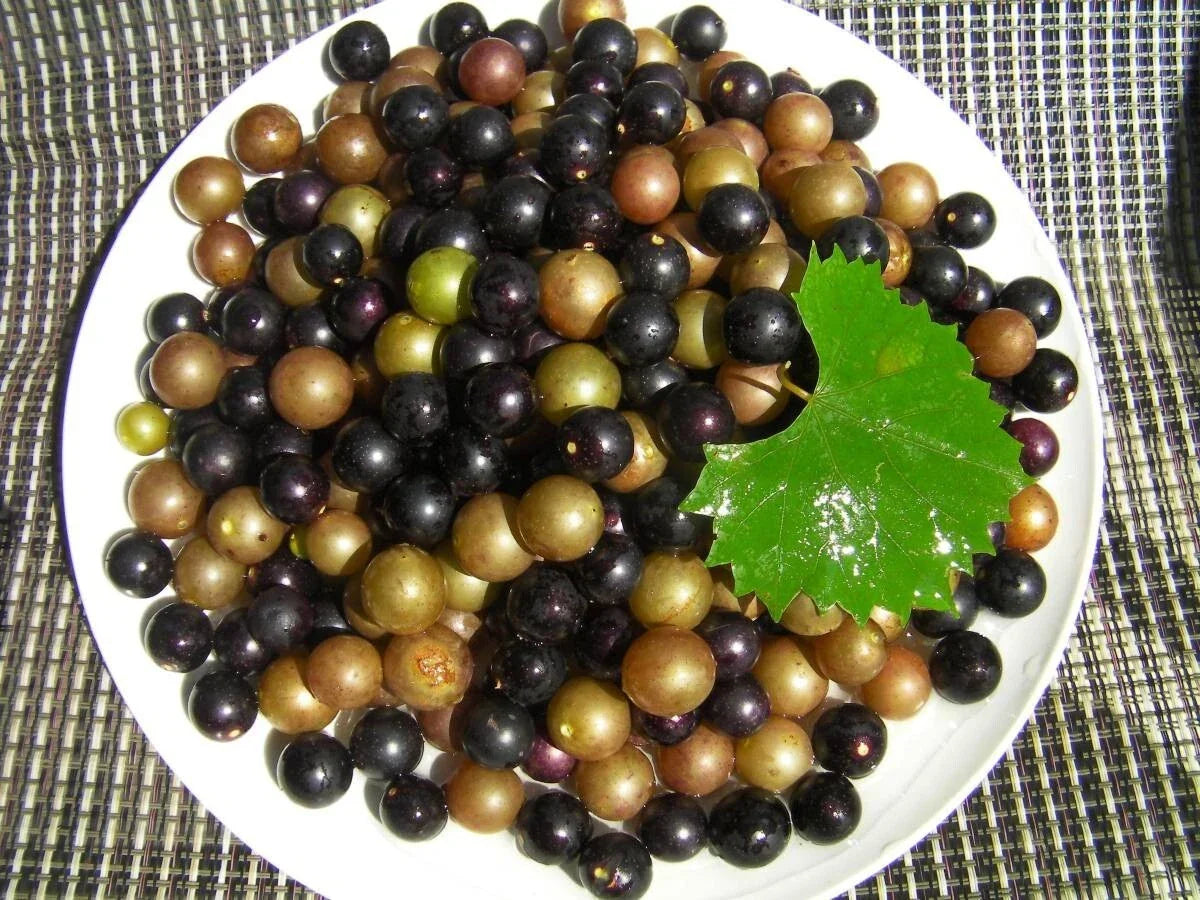 Organic Muscadine Grape Cuttings Black Noble & Bronze Carlos Vitis rotundifolia for Home Garden or Vineyard