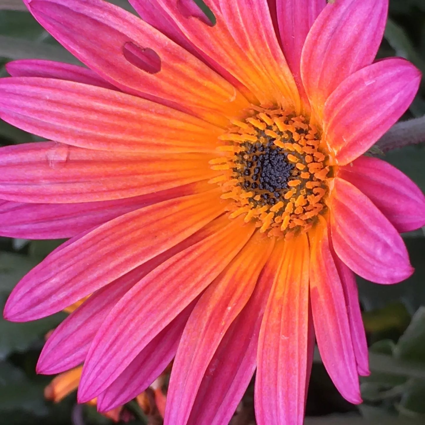 African Daisy Seeds - New Sunset, 40 Seeds, Vibrant Orange Yellow Red Blooms, Osteospermum ecklonis