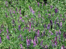Hairy Vetch Seeds - Nitrogen Fixer Cover Crop & Tomato Companion - Vicia villosa