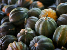 Acorn Squash Seeds - 5 Pack - Organic Heirloom Variety - Cucurbita pepo - Free USA Shipping