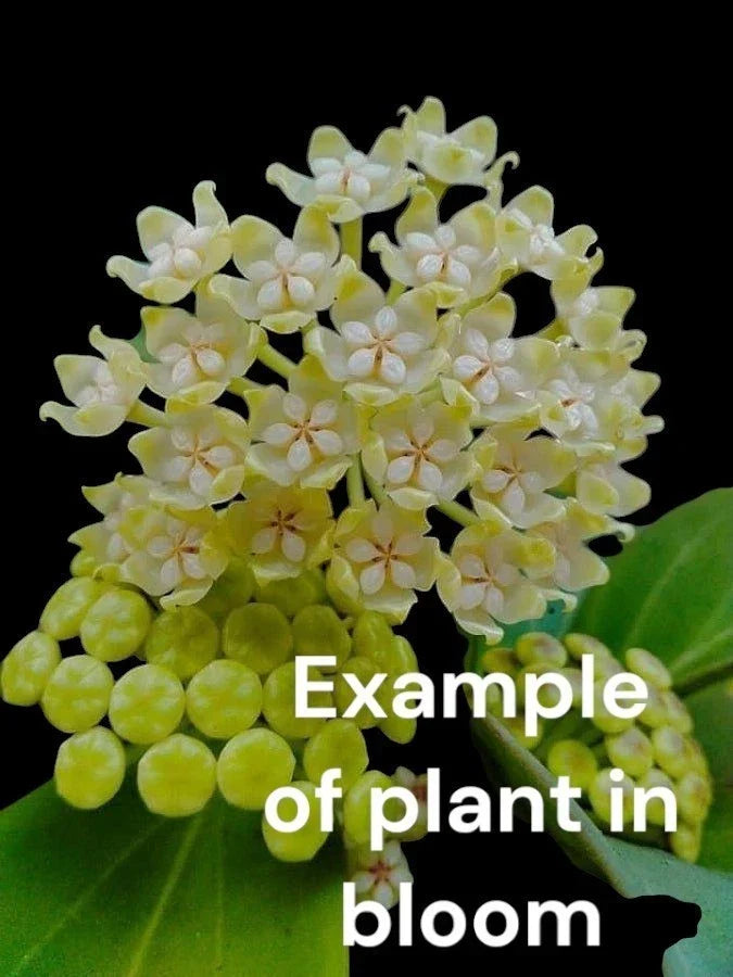 Hoya Pachyclada Rooted Plant in 4" Pot – Star-Shaped Scented Flowers, Easy Care Indoor Houseplant