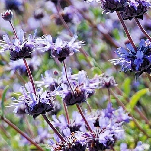 Salvia Clevelandii 12" Live Blue Purple Cleveland Sage Herb Plant - Drought-Tolerant Aromatic Flower