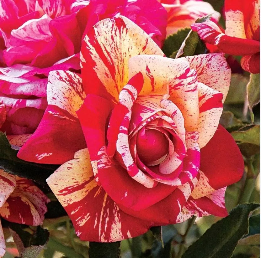 Daring Spirit Hybrid Tea Rose Cuttings 5-8" Unrooted Stems Rosa 'Daring Spirit' Fresh Garden Flowers