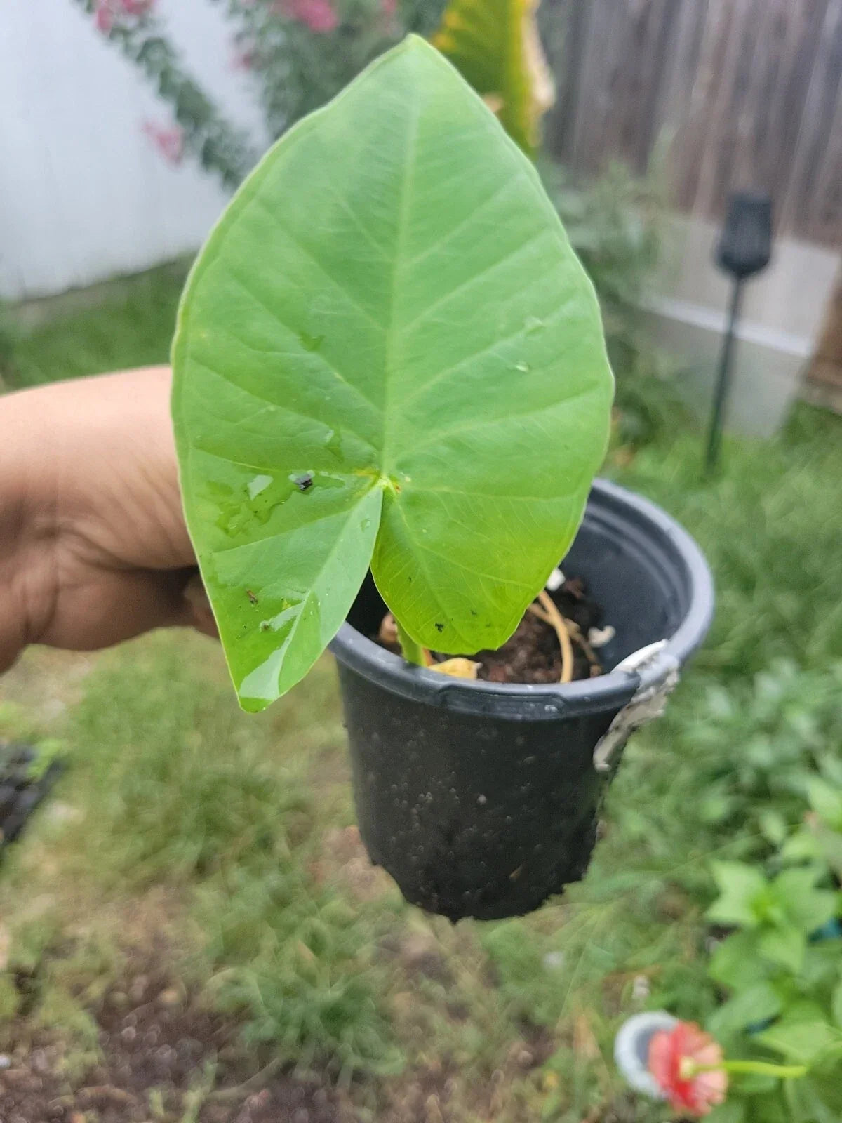 Colocasia gigantea Thai Elephant Ear Plant - Organic Indoor/Outdoor Starter in Pot
