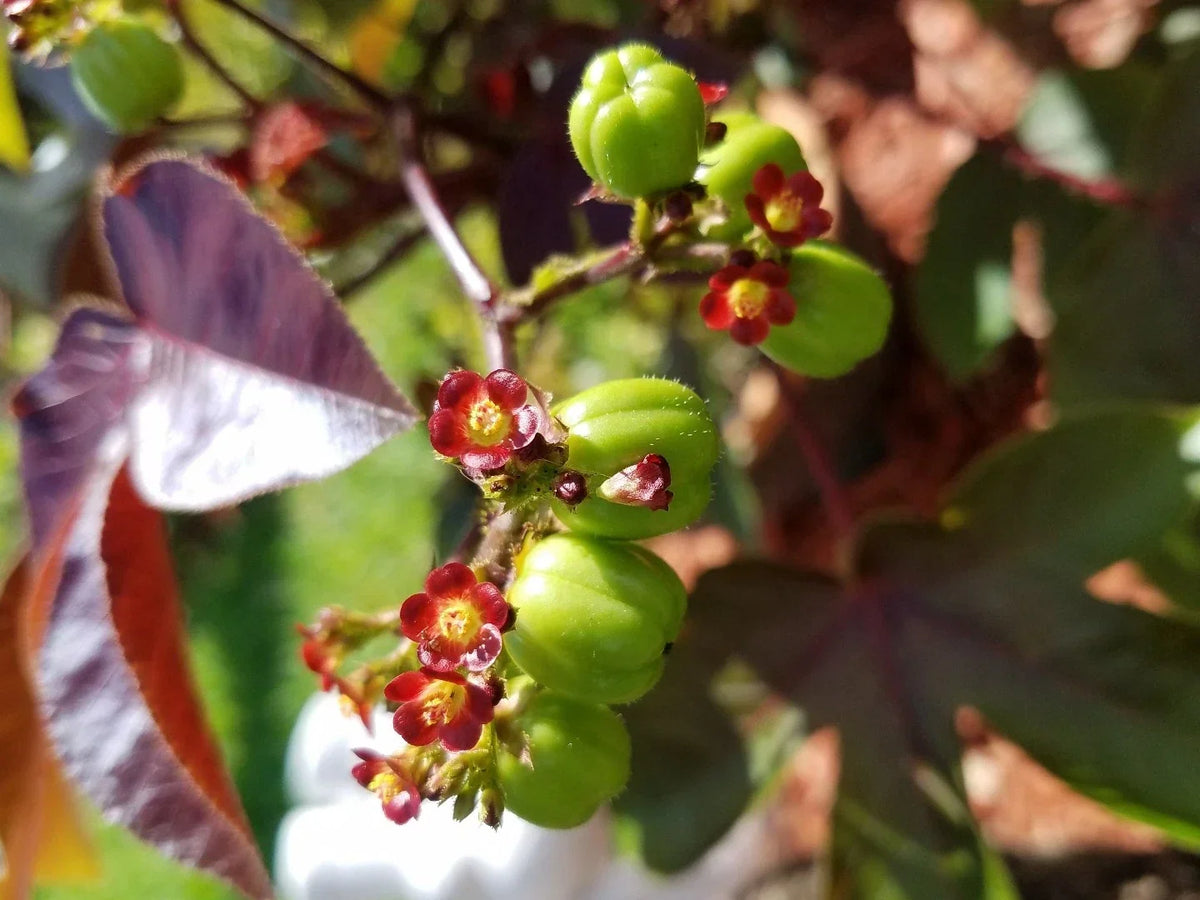 Live Rooted Jatropha Gossypifolia Belly Ache Bush Starter Plant for Gardens, Landscaping, and Medicinal Use