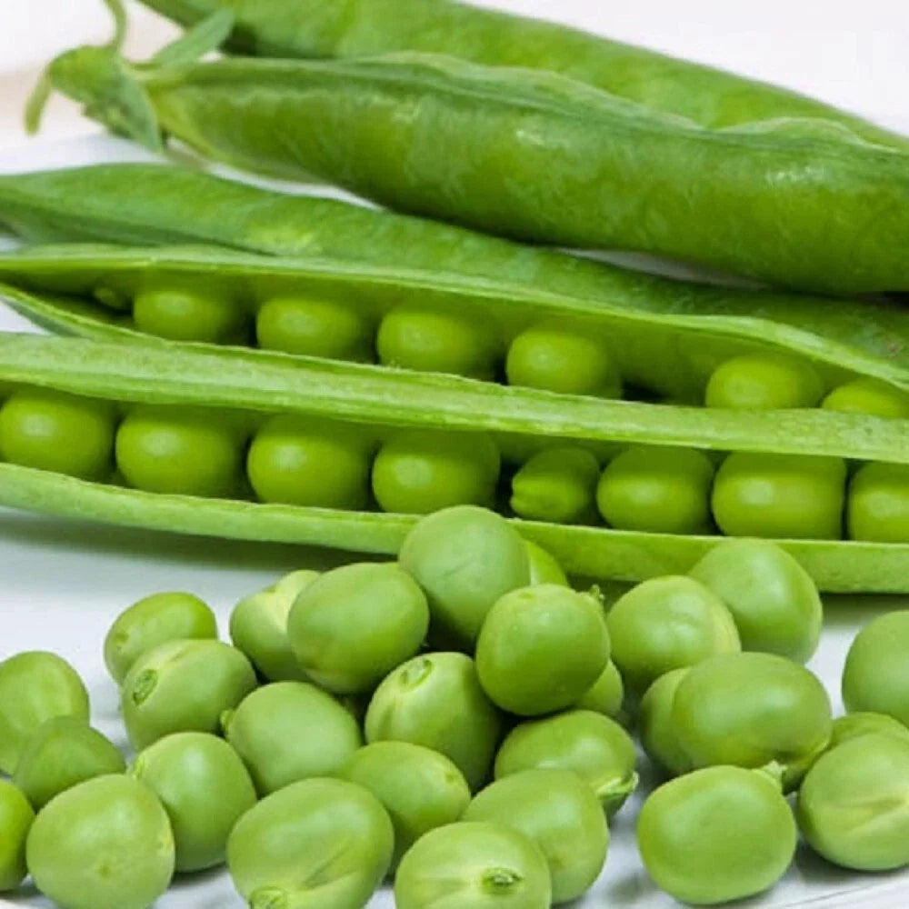 Cascadia Pea Seeds - Non-GMO Heirloom Garden Seeds for Bountiful Harvest - Pisum sativum