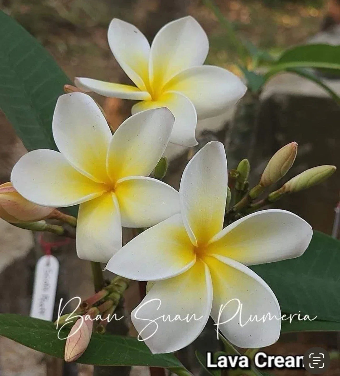 Rooted Plumeria Cutting 2ft - Yellow and White Flowers - Plumeria rubra Tropical Plant for Garden or Indoor Use