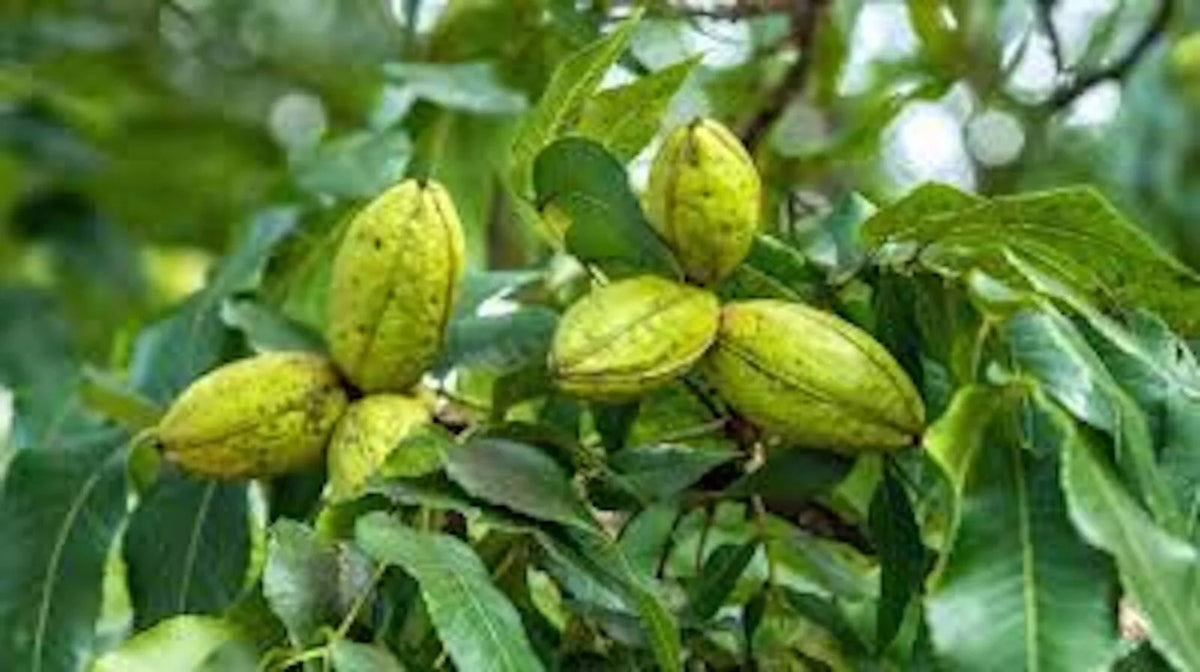 5 Hardy Pecan Trees 12-24in Tall Carya illinoensis Bare Root Plants for Zones 6-9