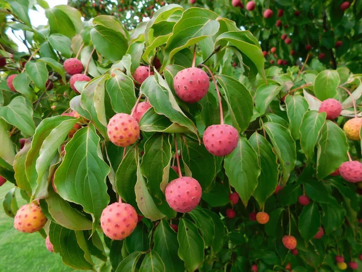 Kousa Dogwood Seeds - 30 Seeds - Cornus kousa - Ornamental Tree for Garden and Landscaping