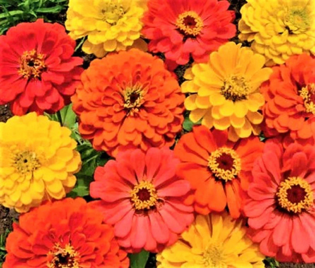 Zinnia Seeds - Fruity Beauty - Non-GMO - Colorful Garden Flowers - Attracts Pollinators - Zinnia elegans Seed Packet