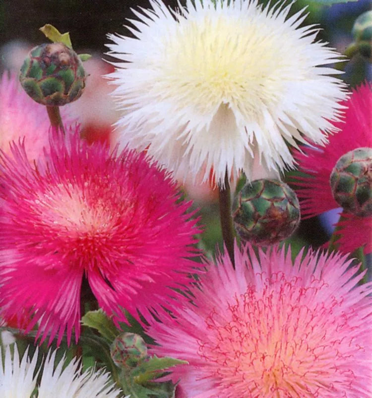 Sweet Sultan Seeds - 100 Pack - Fragrant Cut Flower - Centaurea moschata - Pink, White, Purple Blooms