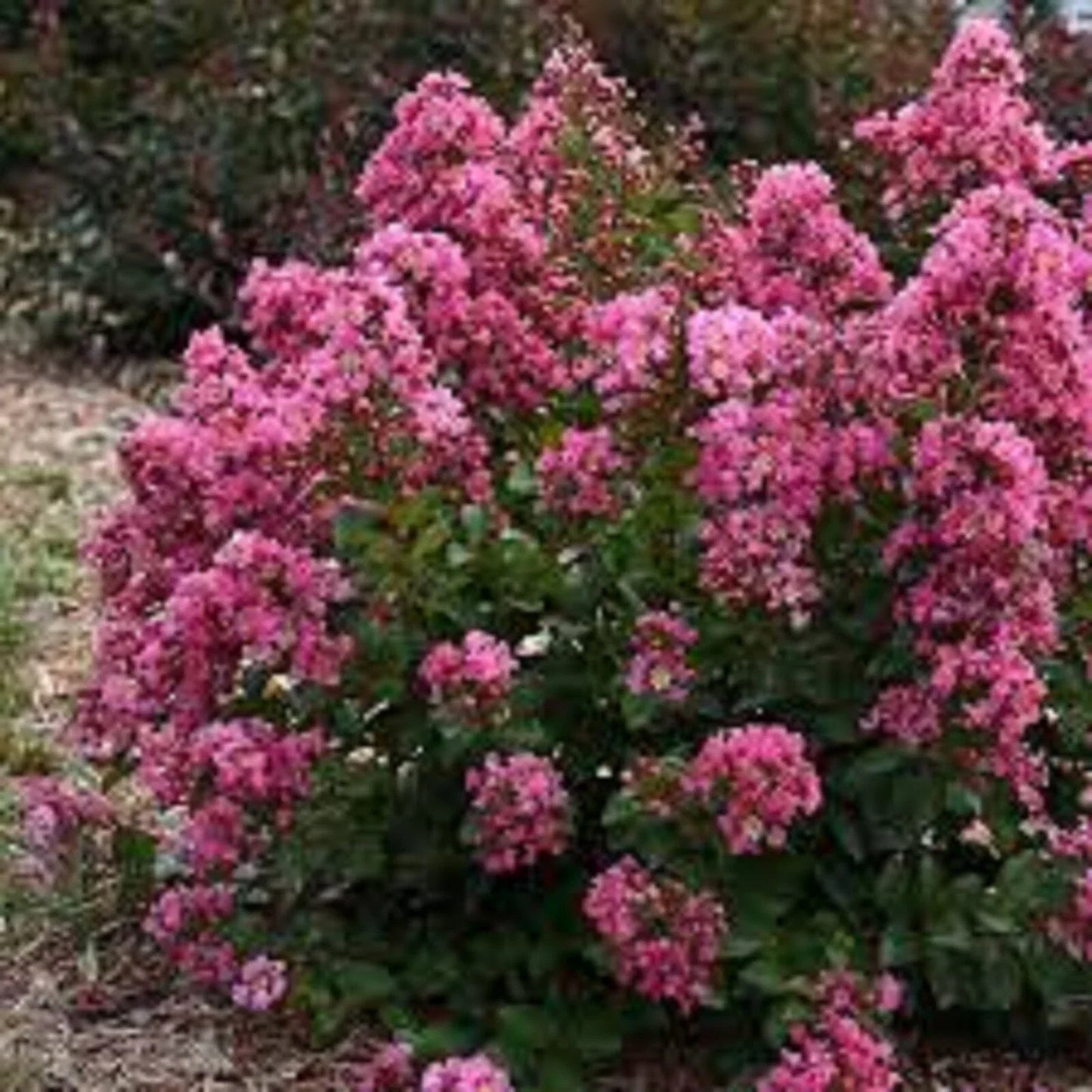 Peppermint Crape Myrtle Cuttings - 10 Unrooted Lagerstroemia indica 'Peppermint' Shrubs for Landscaping