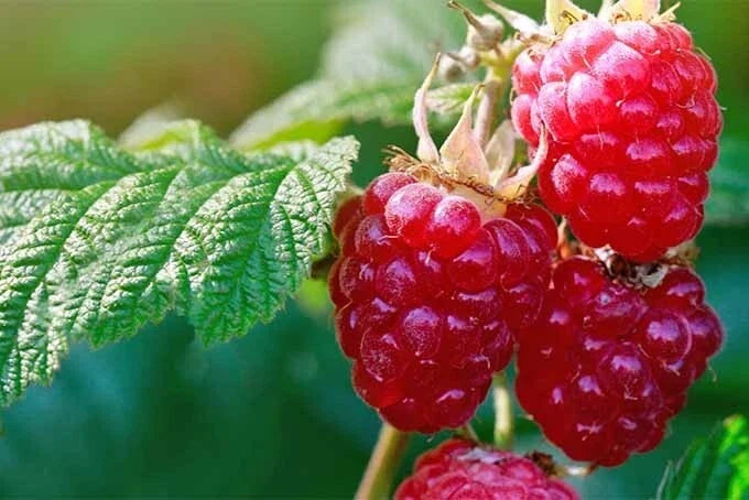 Organic Raspberry Red Seeds – Rubus idaeus Fruit Bush for Home Garden, 30 Seeds