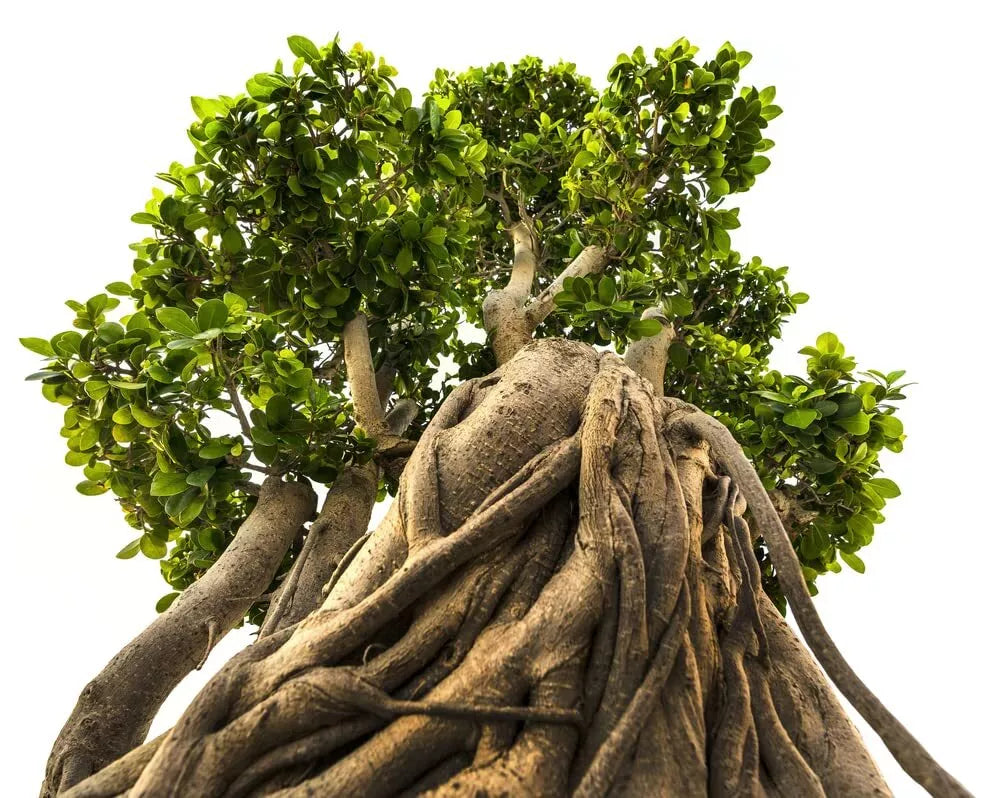 Bonsai Tree Seeds - 20 Indian Banyan Seeds - Ficus benghalensis for Gardening