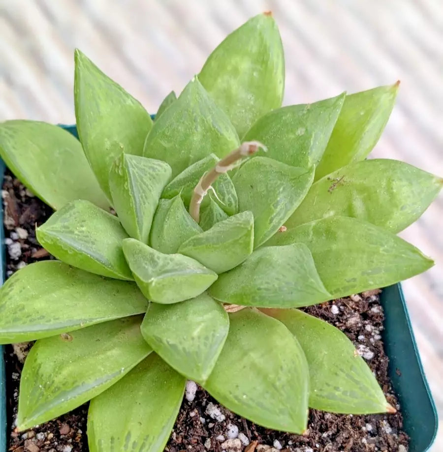 Haworthia Retusa 4" Potted Succulent | Rare Indoor Houseplant | Low Maintenance Greenery