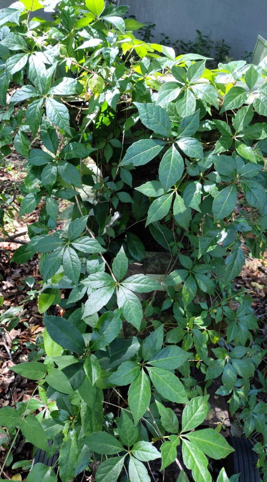 Virginia Creeper Live Vine Clippings – 6+ Florida-Grown Parthenocissus quinquefolia for Privacy Fences and Landscaping