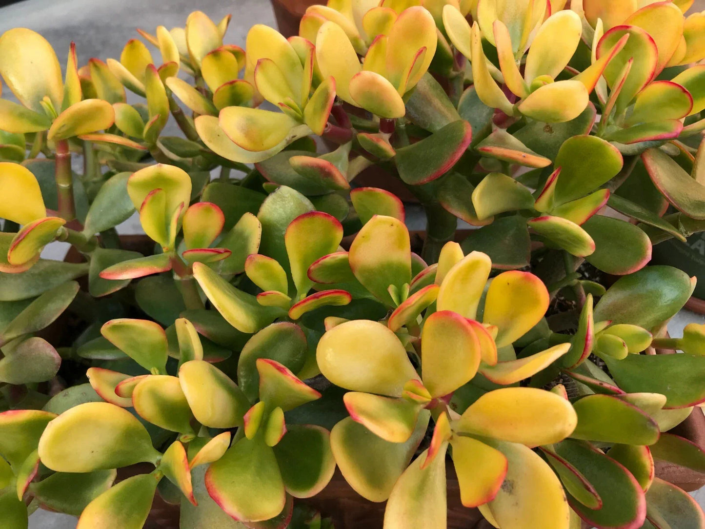 Golden Jade Plant Cuttings 5+ Inches, Crassula Ovata Argentea, Hummels Sunset Succulent, Propagation, Indoor Outdoor