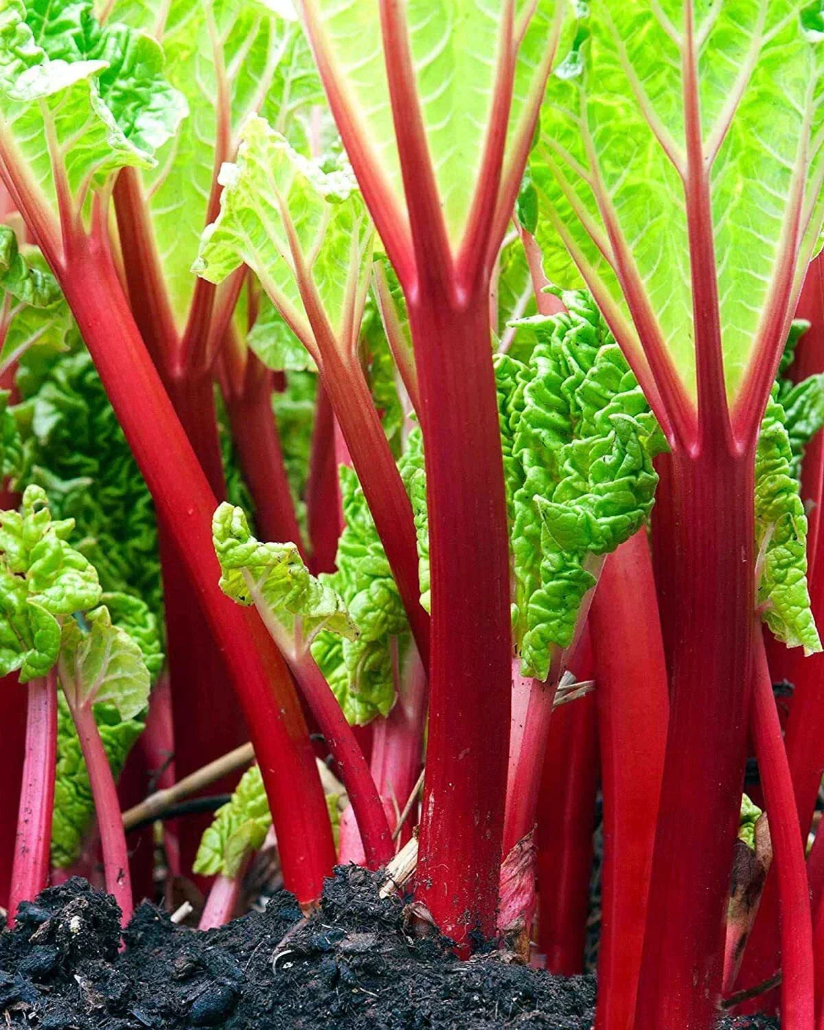 Victoria Rhubarb Crown Seeds - 50+ Rheum rhabarbarum 'Victoria' Seeds for Planting