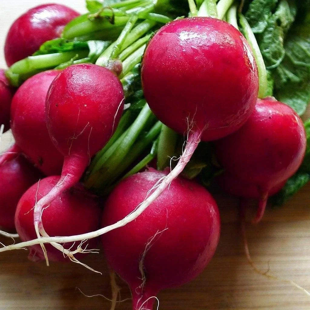 Cherry Belle Radish Seeds – 200 Non-GMO Heirloom Vegetable Garden Seeds Raphanus sativus