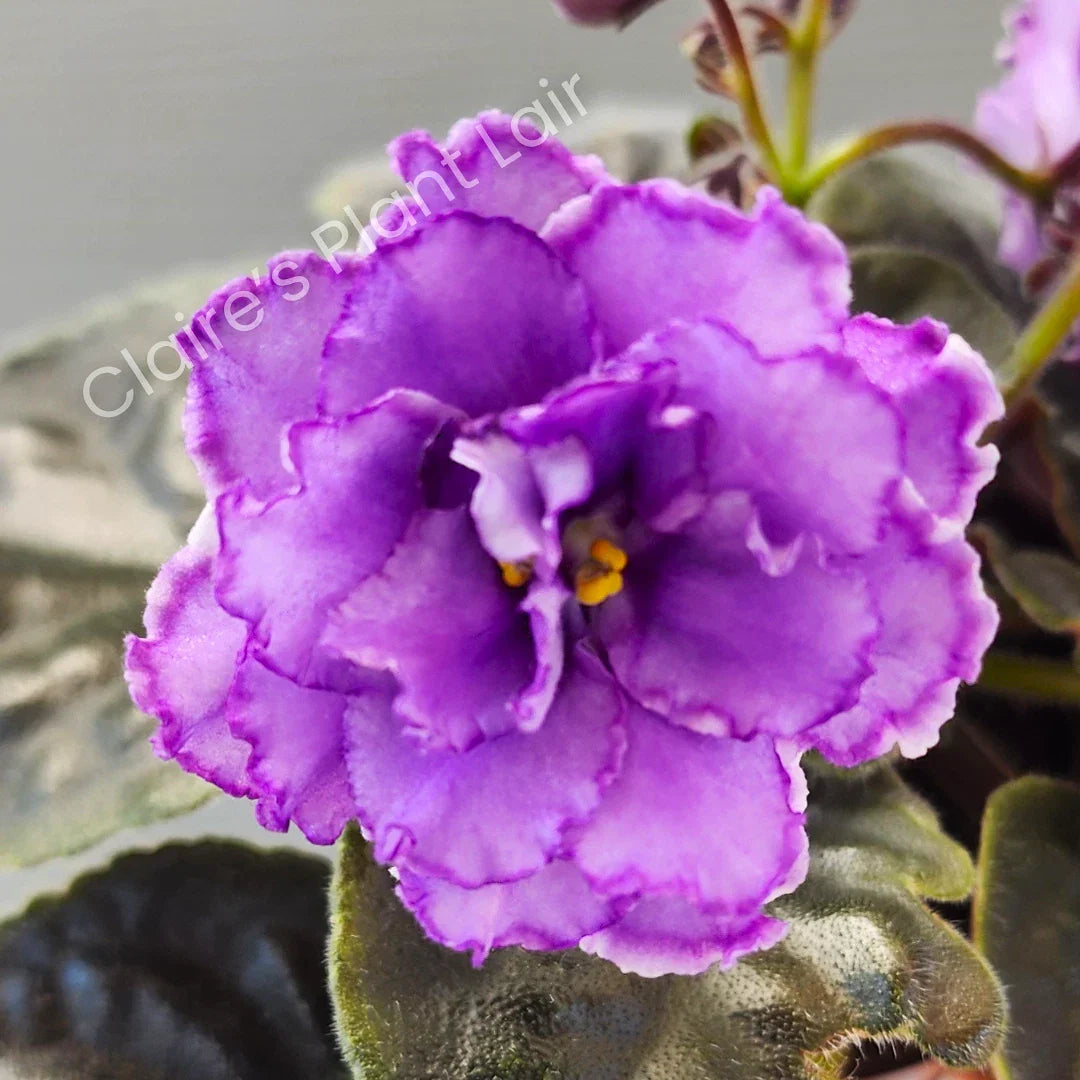 African Violet Leaf Cutting - NK-Lilon Lila - Saintpaulia ionantha - Indoor Plant Propagation