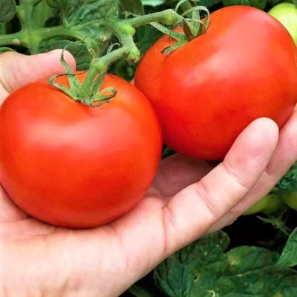Heirloom Moneymaker Tomato Seeds – Organic Non-GMO, Juicy Red Fruit, Solanum lycopersicum, Pack of 30+ Seeds for Home Garden