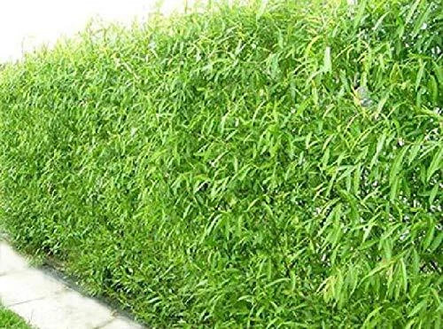 Austree Hybrid Willow Trees 50 Pack - Fast Growing Shade & Privacy Trees Salix × sepulcralis