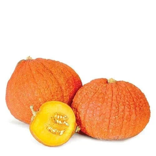 Warty Gnome Mini Pumpkin Seeds - 10 Count - Cucurbita pepo
