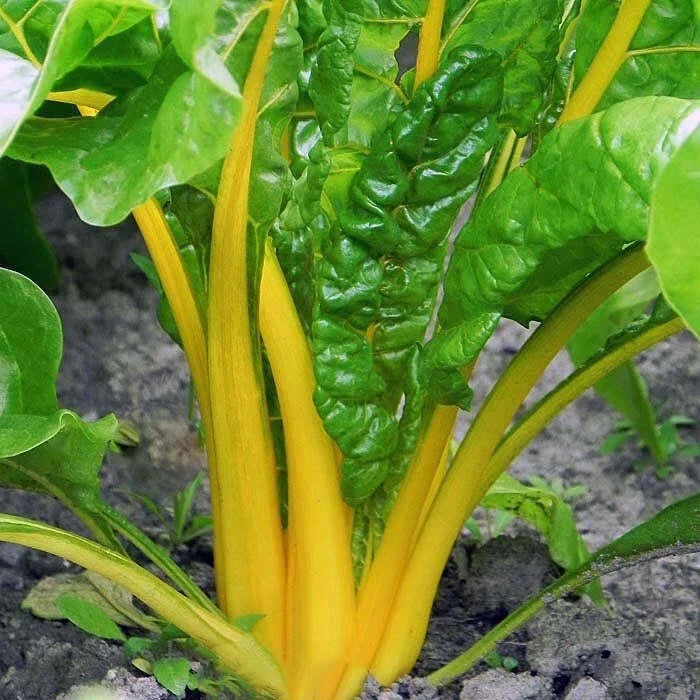 Canary Yellow Swiss Chard Seeds 100 Pack Non-GMO Vegetable Garden Seeds Beta vulgaris