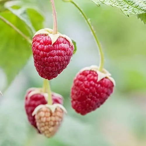 Red Raspberry Seeds 200 Count - Rubus idaeus - USA Made - Ships from Iowa