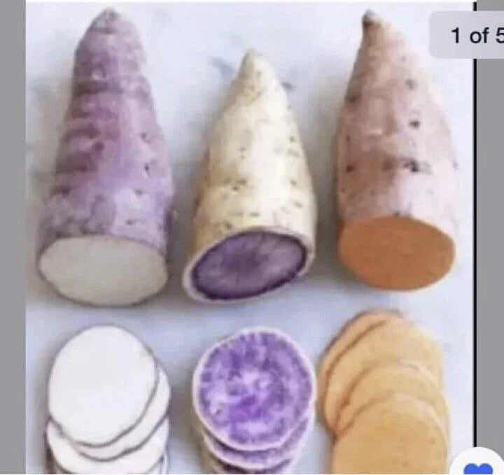 Sweet Potato Slips 15 Count Beauregard Japanese Red Okinawa Varieties for Planting Ipomoea batatas