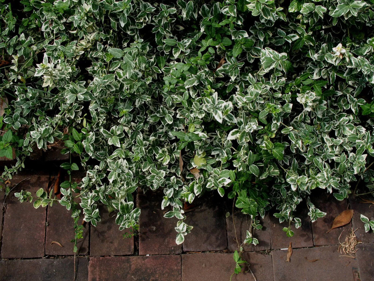 Variegated Wintercreeper Starter Plants Set of 6 | Euonymus fortunei 'Variegatus' Evergreen Ground Cover