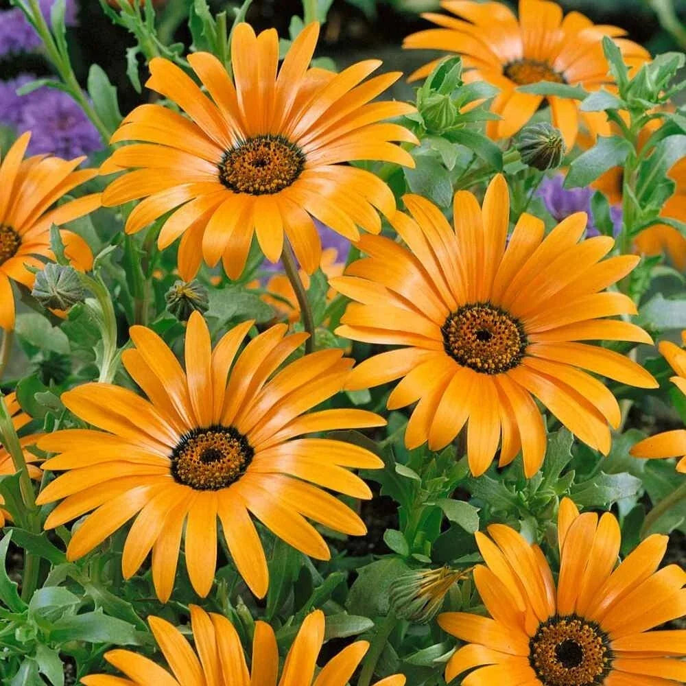 African Daisy Seeds 50 Count - Orange Dimorphotheca Sinuata Annual Flower for Garden & Patio