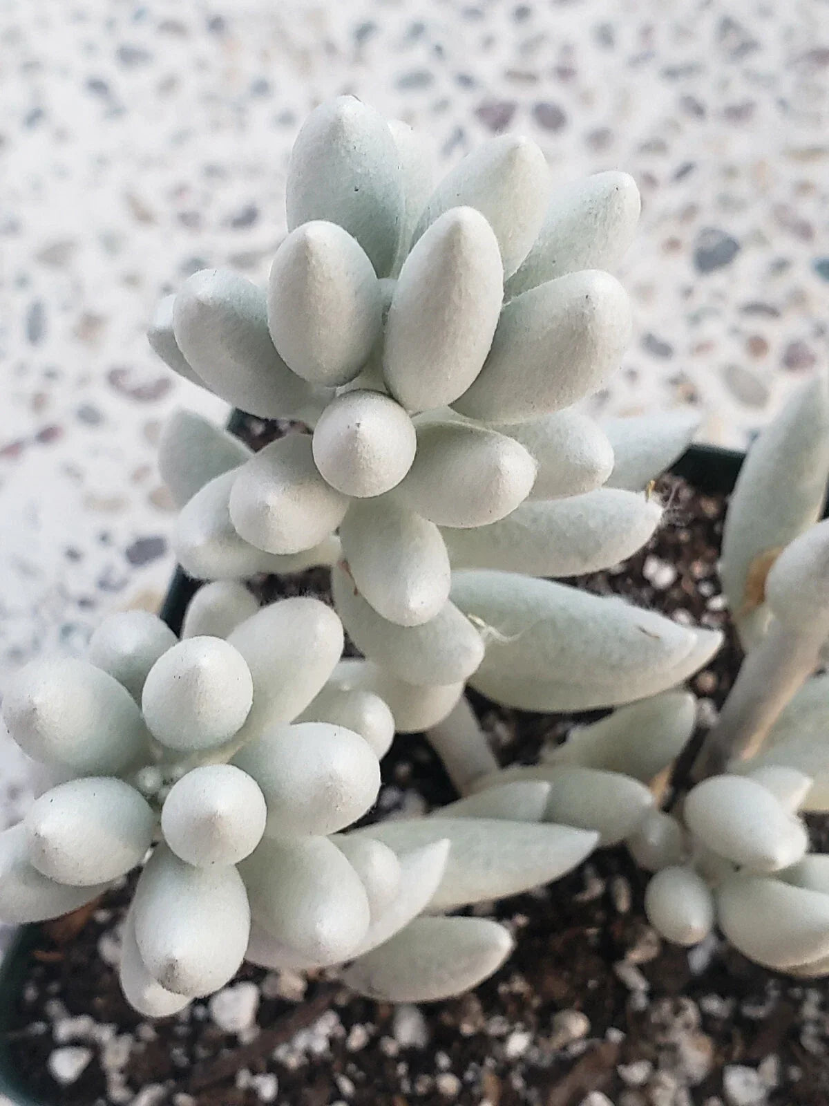 Senecio Haworthii Cutting - 4" Unrooted Succulent Plant - Whitest Silvery-White Foliage - Drought Tolerant Indoor or Outdoor Plant