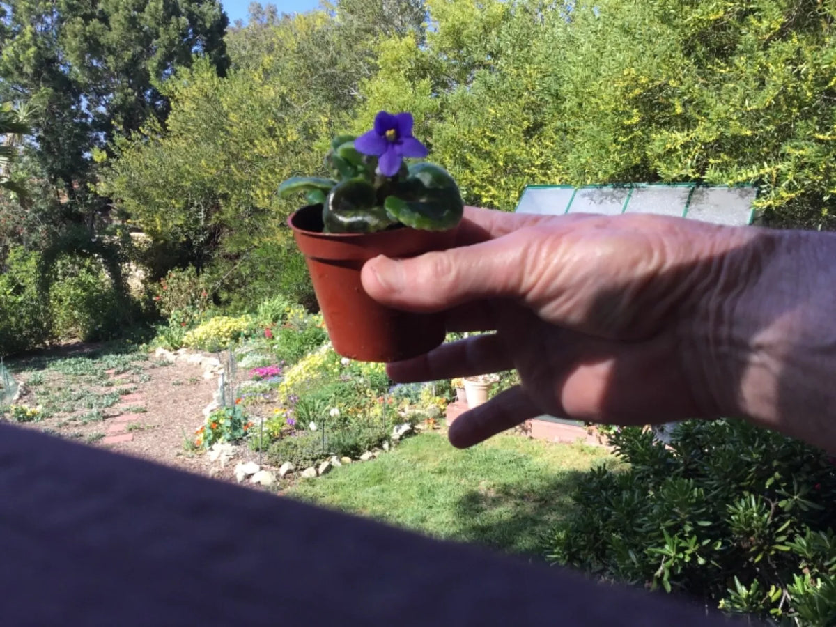 Miniature African Violet Leaf Cuttings - 8 Freshly Cuttings Saintpaulia ionantha Indoor Gardening
