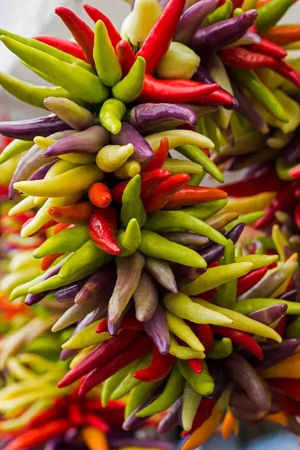 Cayenne Pepper Seeds - Fiesta Blend, Organic, Non-GMO, Heirloom, Hot Variety, 50+ Seeds