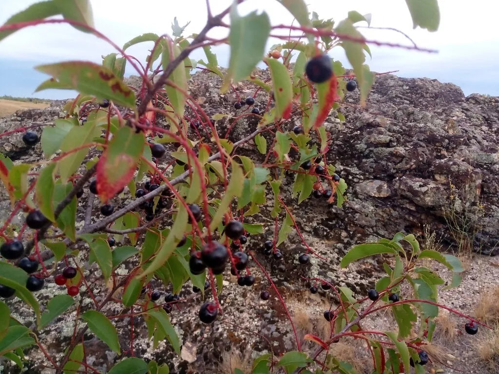 Black Cherry Tree Seeds - Prunus serotina - Organic Non-GMO Wild Cherry