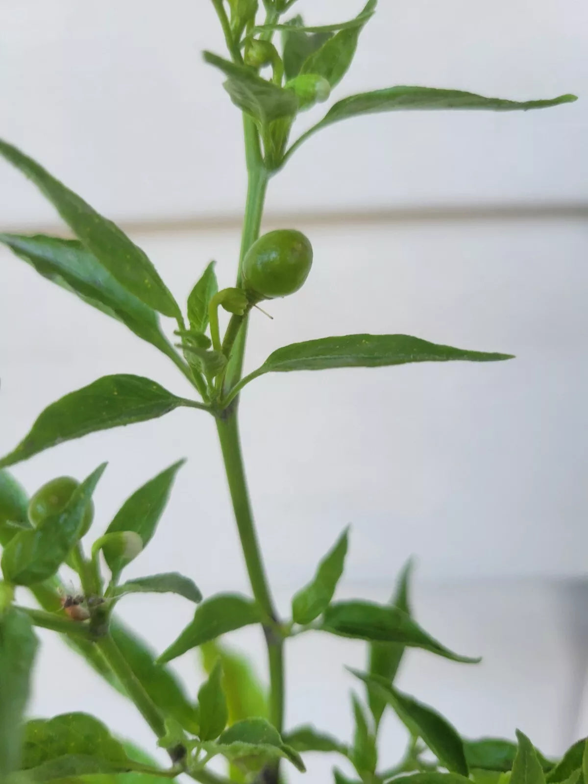 Chile Pequin Hot Pepper Plant - Starter Plant with Small Fiery Red Peppers - Capsicum annuum