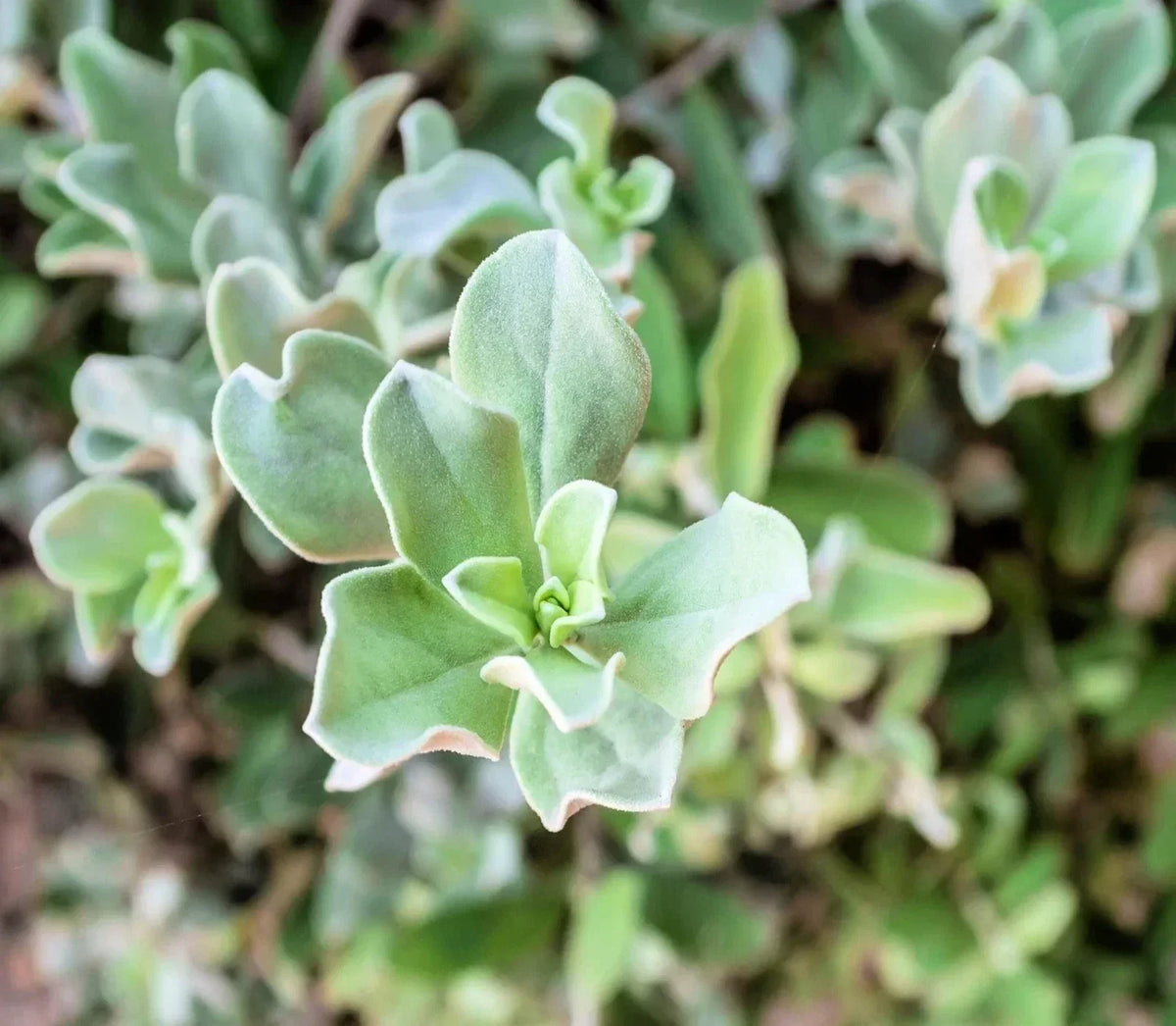 Silver Saltbush Seeds - 50 Seeds - Drought Tolerant Landscape Plant - Atriplex canescens