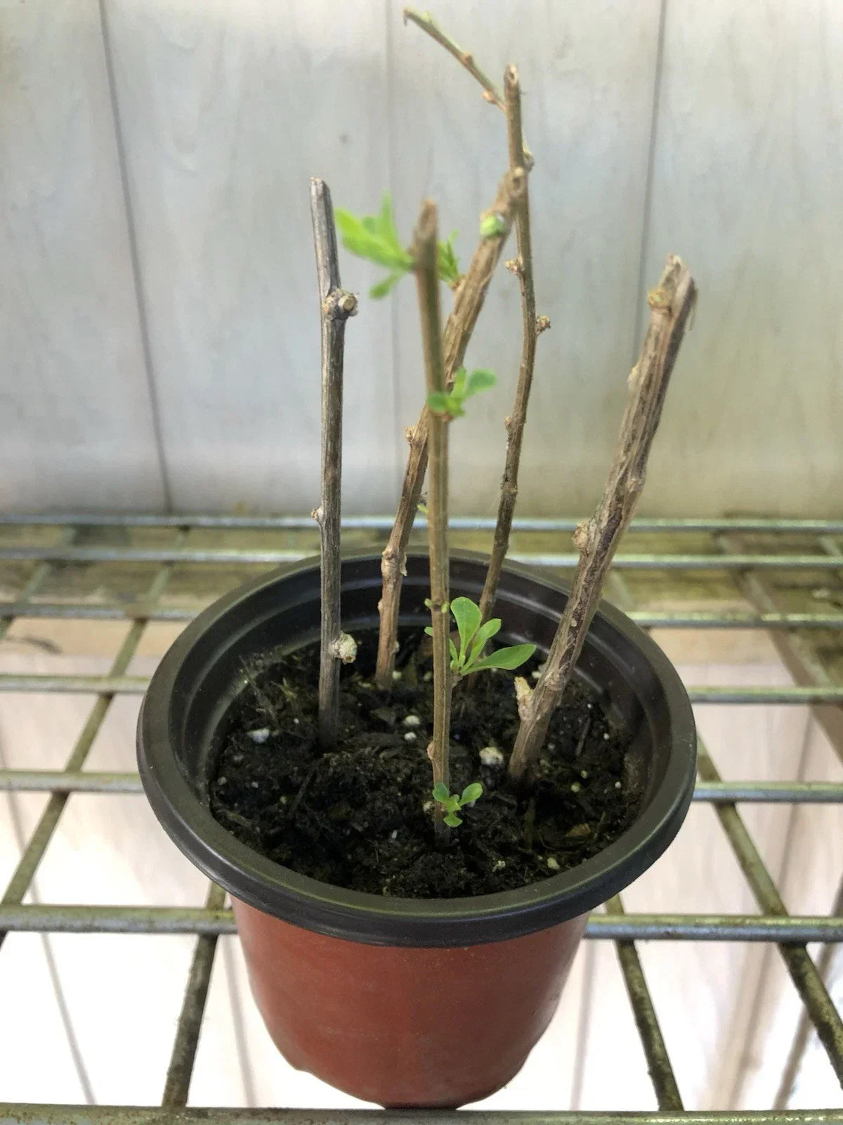 Goji Berry Plant Cuttings – 5 Live Rooted Shrubs in Pot – Lycium barbarum – Edible Berries, Antioxidant-Rich, Ready to Plant