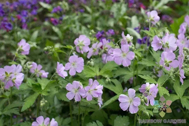 Joan Baker Geranium Seeds - 25+ Pack | Pelargonium x hortorum for Garden Planting