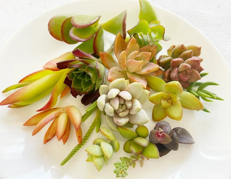 Succulent Cuttings - 15 Colorful Varieties for Planting & Arrangements - Low Maintenance Succulents - Various Species