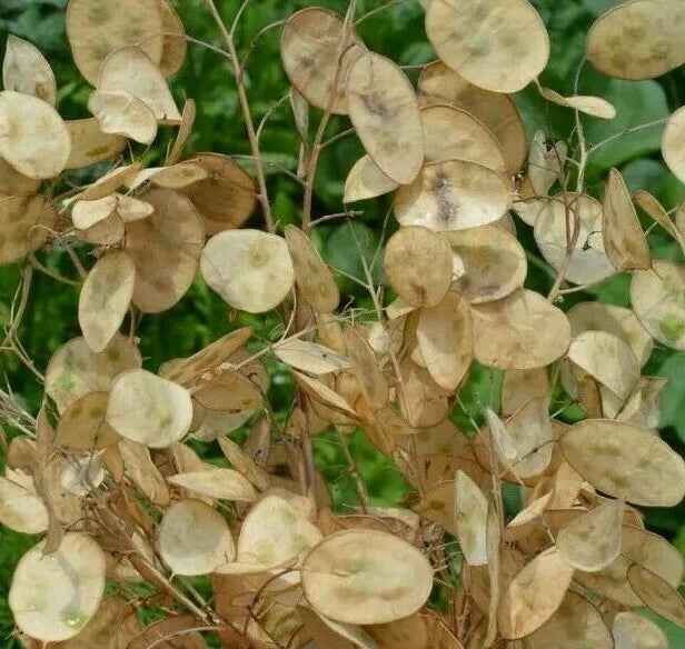 Money Plant Seeds 50+ Lunaria Biennis Biennial Flower Garden Seeds for Pollinators