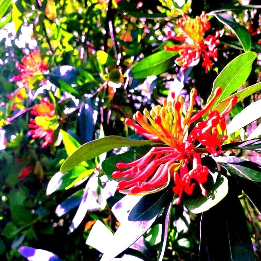 Chilean Firebush Tree Seeds - Embothrium coccineum, 10 Pack, Flame Flower Plant Seeds for Garden, Landscaping, Drought Tolerant