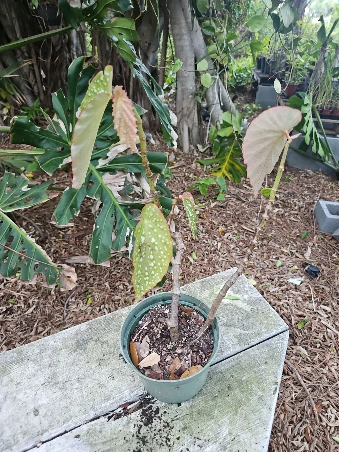 XL Angelwing Begonia Maculata Wightii 5" Pot - Spotted Polka Dot Begonia Live Houseplant