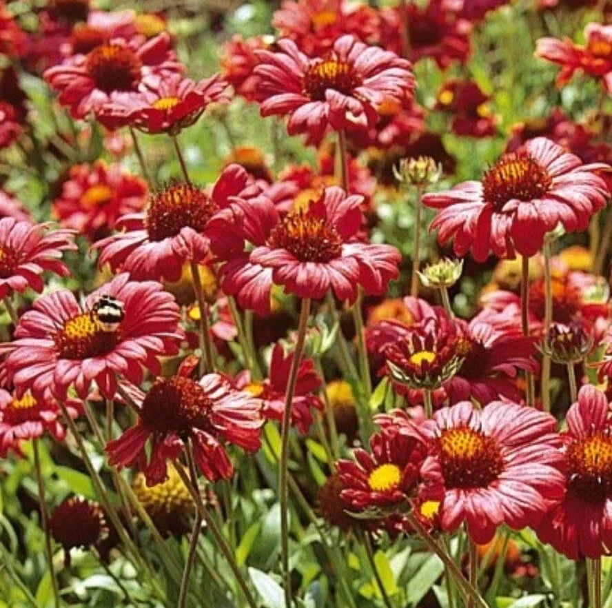 Burgundy Blanket Flower Seeds - Gaillardia aristata Perennial - Non-GMO 100 Count for Pollinator Gardens