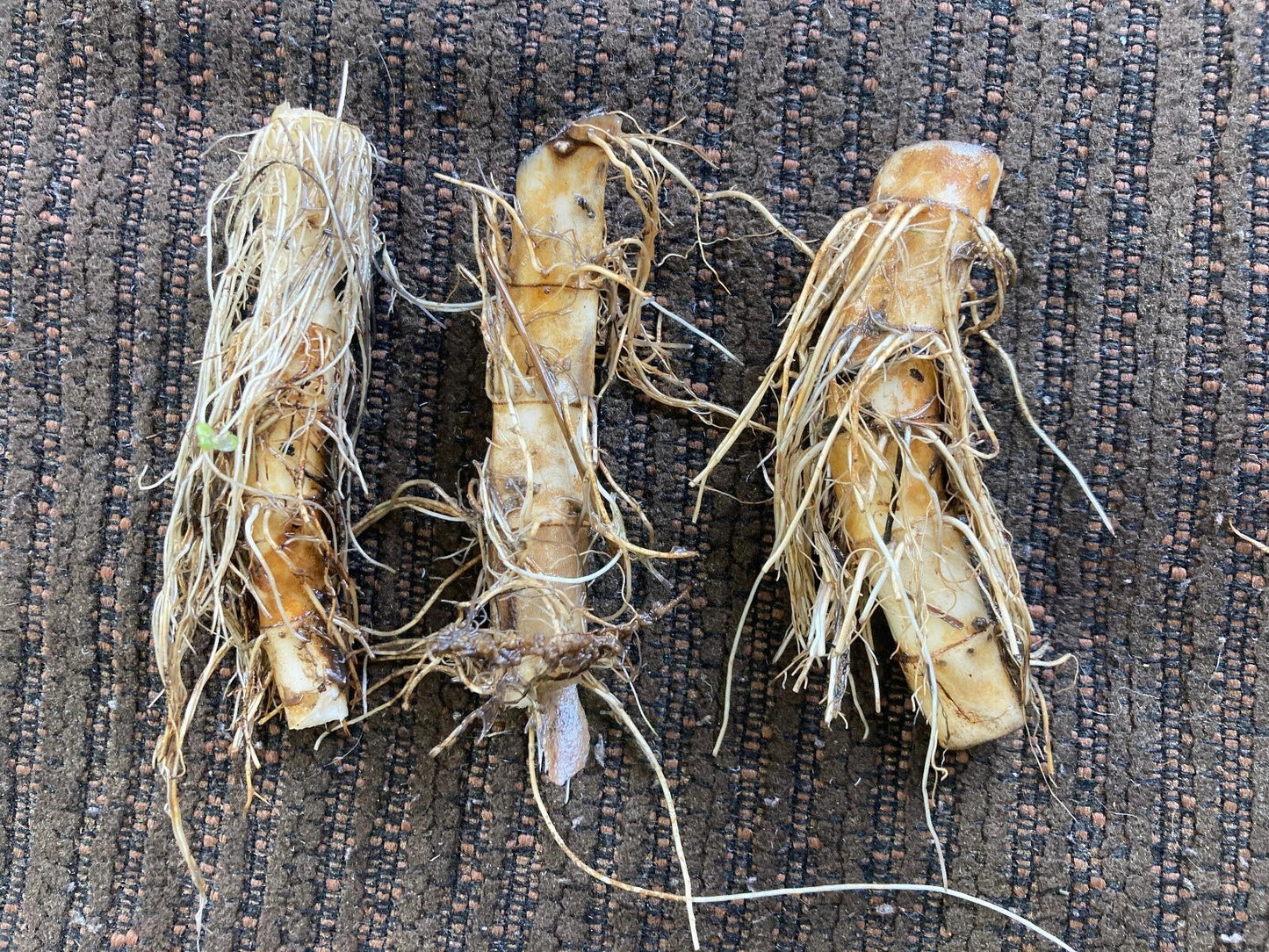 Lizard's Tail Plant Tubers - 3 Bareroot Saururus cernuus & 1 Live Plant - White Bloom Perennial Aquatic Groundcover
